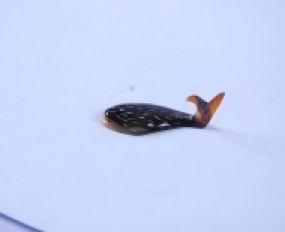 Gác Đũa Sừng 15